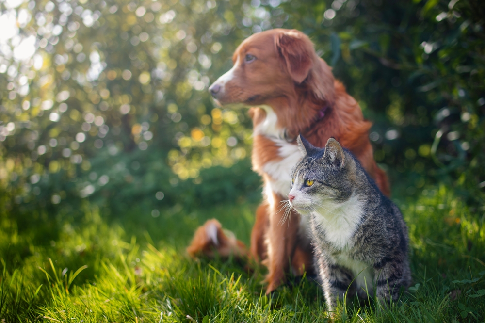 What Health Risks For Your Pet Come With The Summer Months?