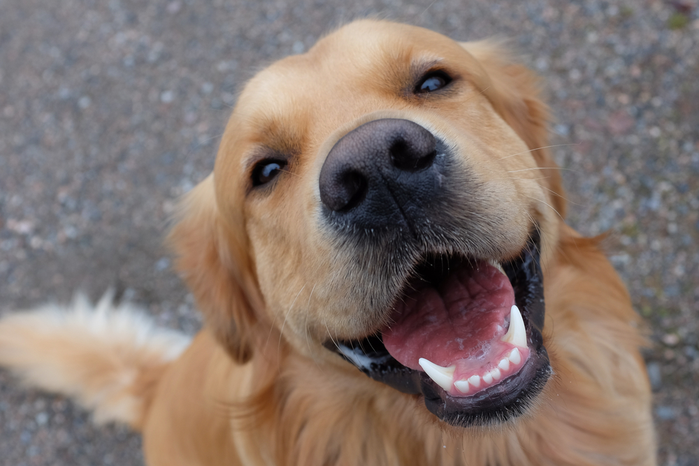 Tips for Cleaner Pet Teeth