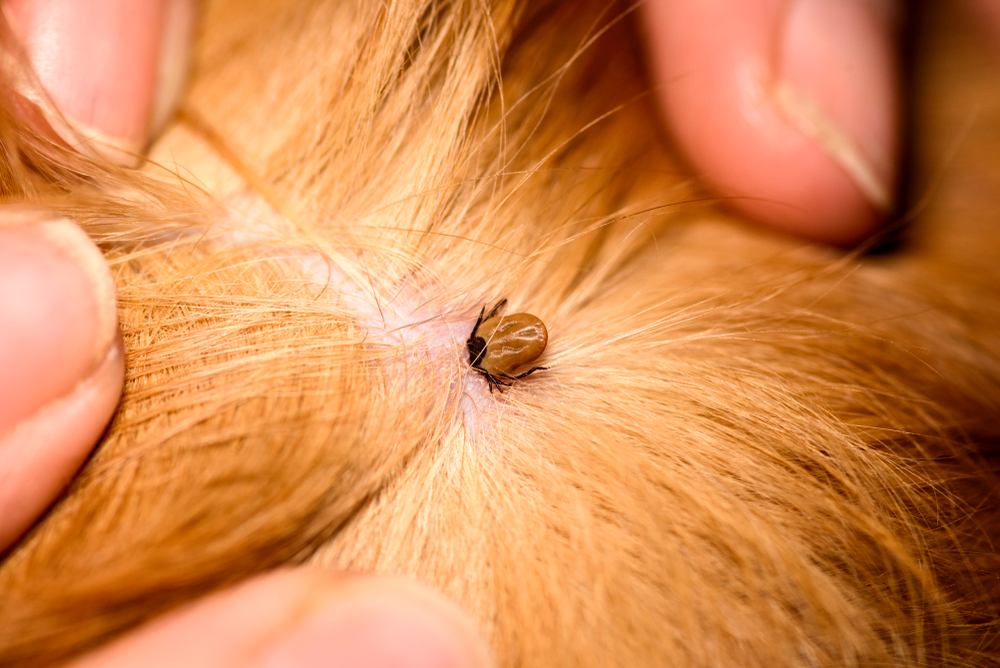 Ticks and Fleas: How the Warm Weather Impacts Your Pets Likelihood
