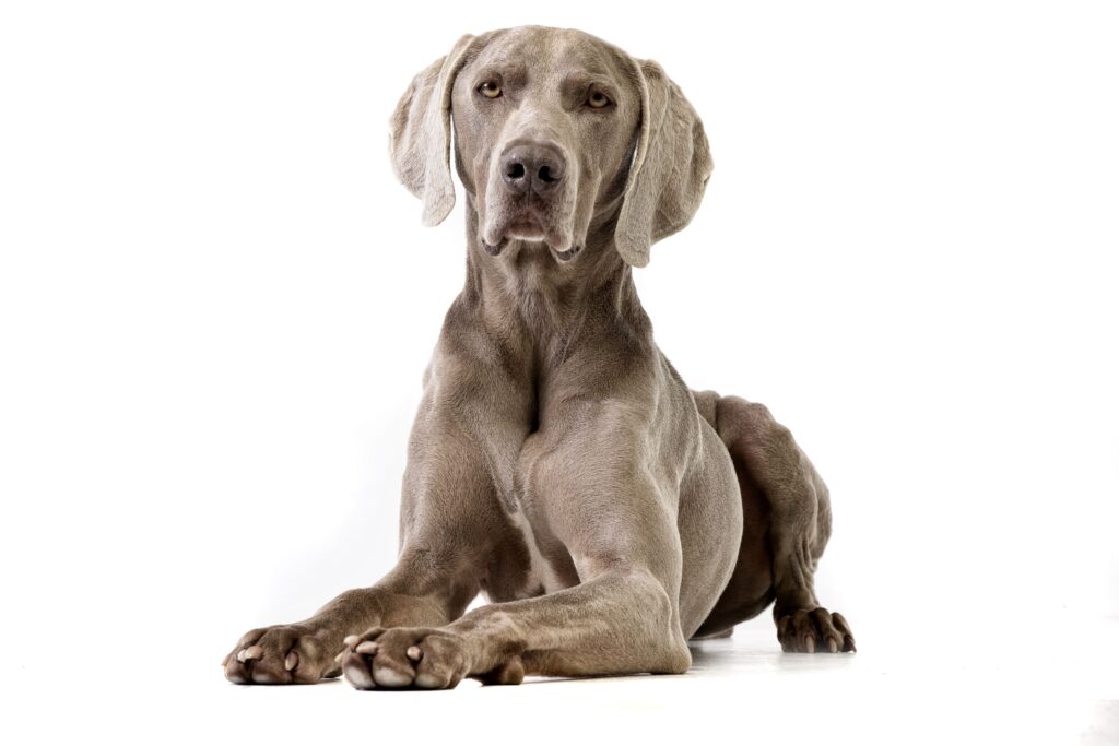 Small Animal Hospital in Pauls Valley, OK Dog