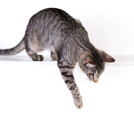 Small Animal Hospital in Pauls Valley, OK Downcat